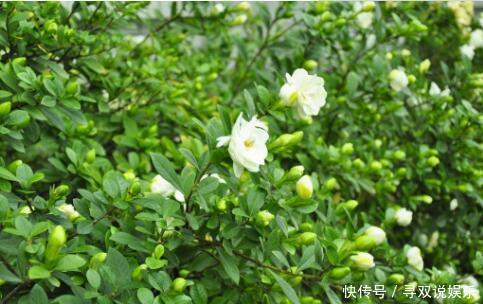 栀子花、杜鹃花“花苞”呼呼掉，都是土壤惹的祸，教你几招能恢复