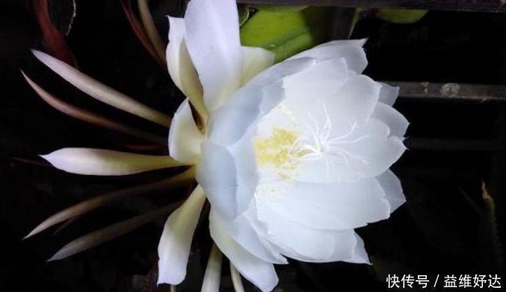 迷人|最有仙气的3种花,迷人的花朵,开满整个花盆,快养起来吧!