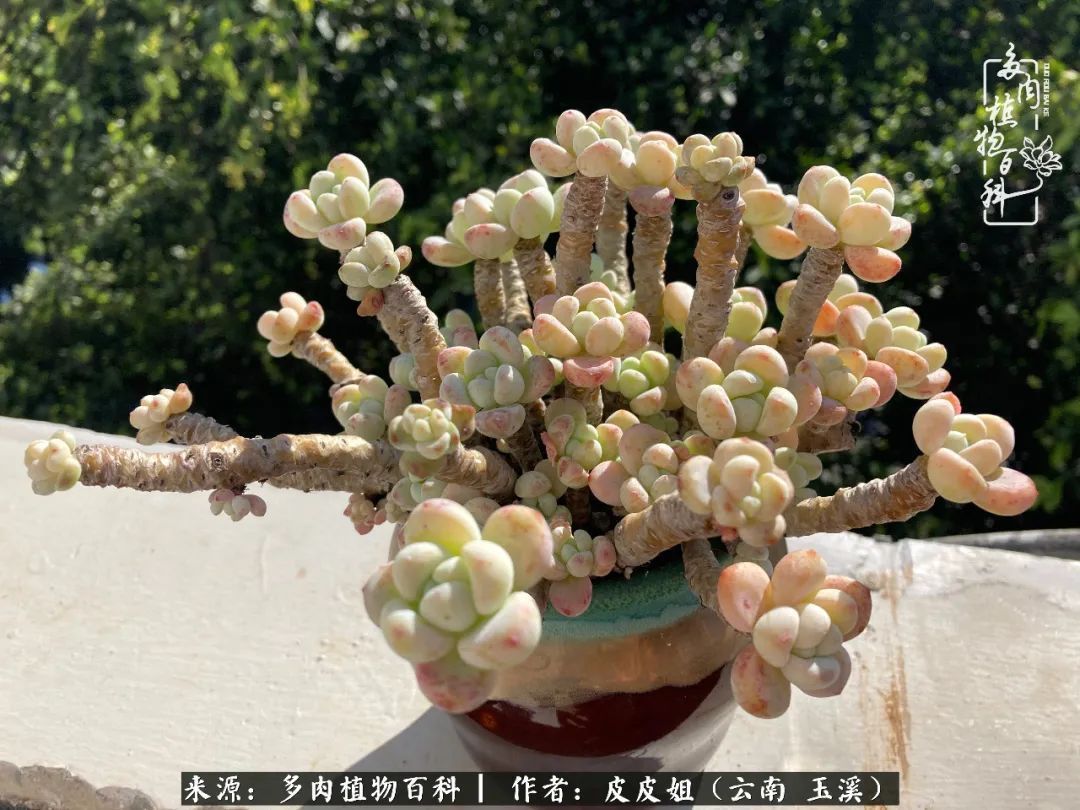 秋黄|柴米油盐的日子，养几盆多肉吧，为生活添几抹色彩！