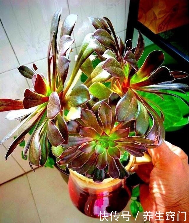 伤口处|想要多肉“崽子”爆盆就得“砍头”吗还有1个诀窍,7天爆6芽头!