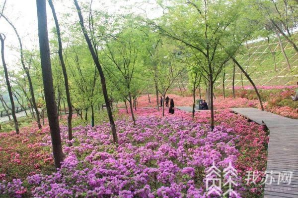 杜鹃花开春满城 江苏各地杜鹃盛放