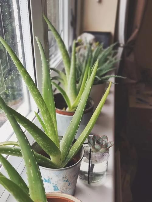 办公室的桌面上养这10植物就好打理,能舒缓压力,提高工作效率