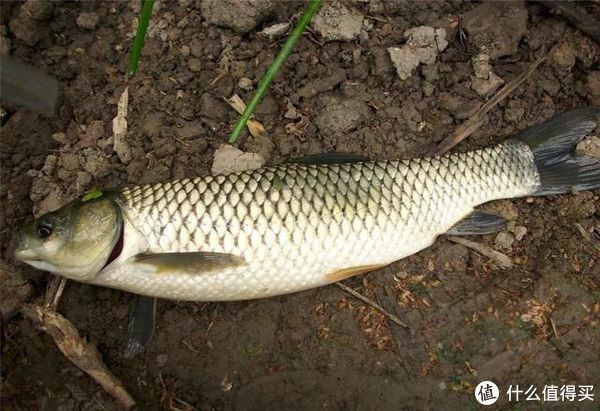 饵料|蚯蚓被誉为“万能饵料”，这些细节却常被忽略，爱钓鱼的你别错过