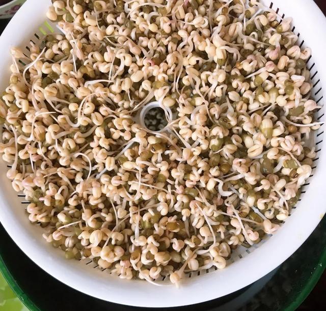 丢一把种子到水里,7天冒出小森林,越热越长个!绿植盆栽不用买