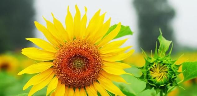  生长空间|为什么室内盆栽总是养不好，而室外地栽植物鲜少打理却长得很好