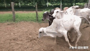 |搞笑GIF动画:岁月催人老,时间是很真实的杀猪刀啊!