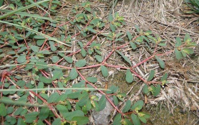农村墙角一野草，又叫“血见愁”，是一味“止血神药”，你认识吗