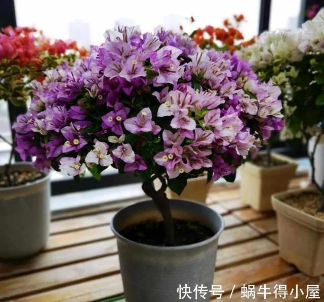 四个养根小妙招，学会一个，花草个个长得旺