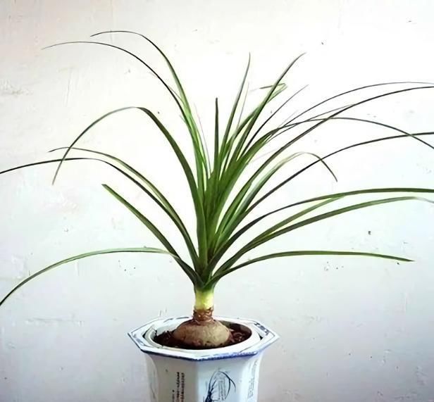 大戟科|客厅4种“耐旱”花,30天不浇水,反而爆盆,枝粗叶绿适合懒人