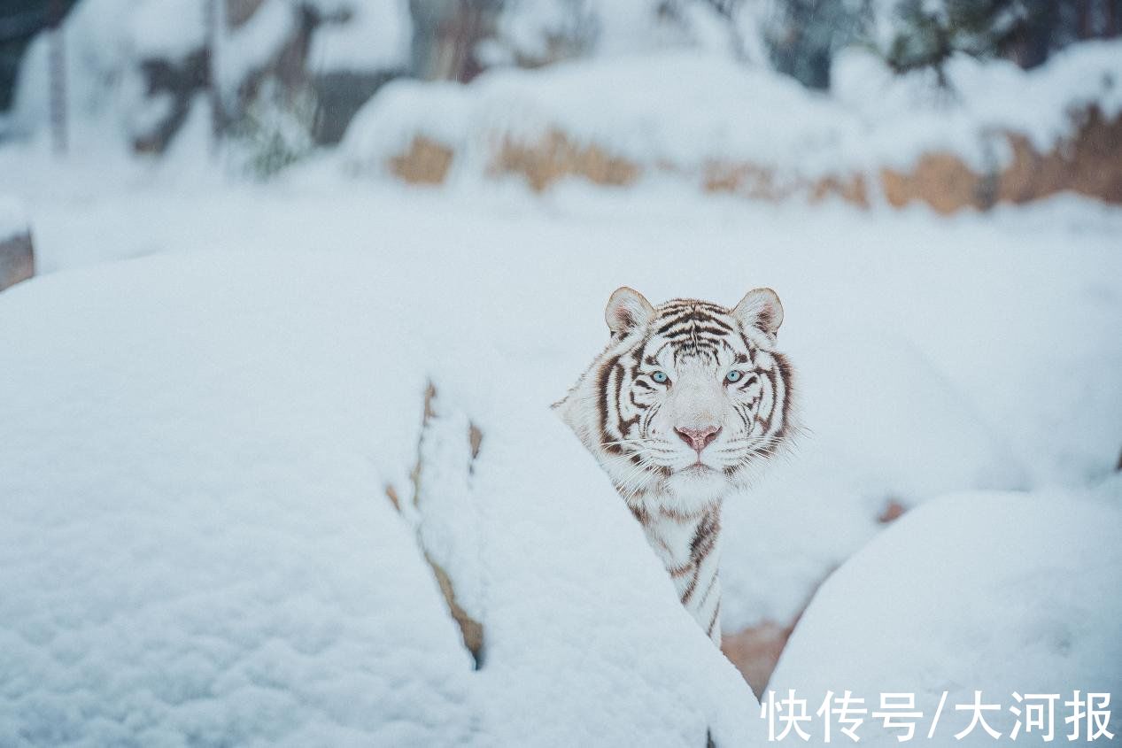 国际旅游度假区|虎年看老虎！银基国际旅游度假区将于1月27日恢复开放