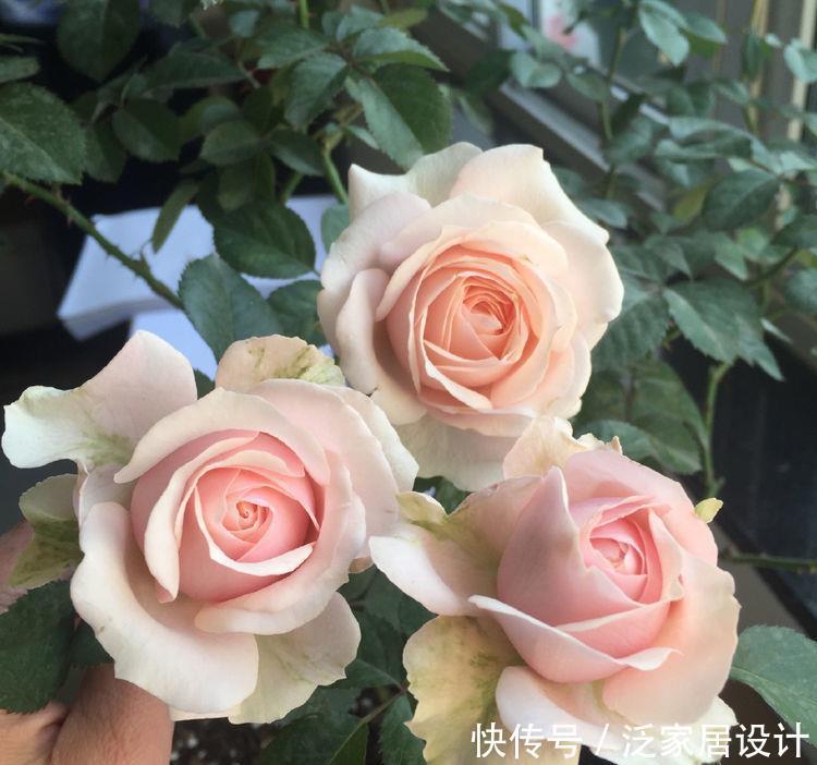 月季|喜欢月季,不如养盆精品月季“无限公主”,粉嫩娇贵,沁人心脾