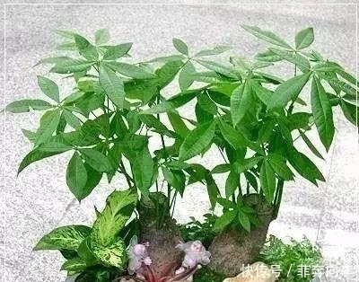 这7种花不浇水长的快，越浇水越养不活，看完还不赶紧停手吗？