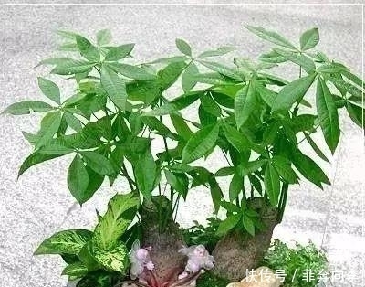 这7种花不浇水长的快,越浇水越养不活,看完还不赶紧停手吗?