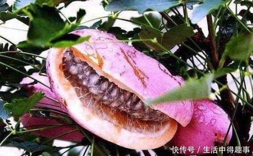 这4种农村野果，正在渐渐消失，全吃过的人没多少，你吃过几种