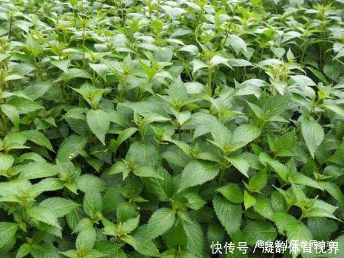 火炭母|2种野草,若你还能见到,请好好珍惜,药用价值极高,可遇不可求