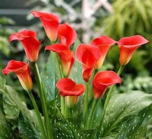 三月种上这些花，满足大水大肥大太阳，长势喜人装满盆！