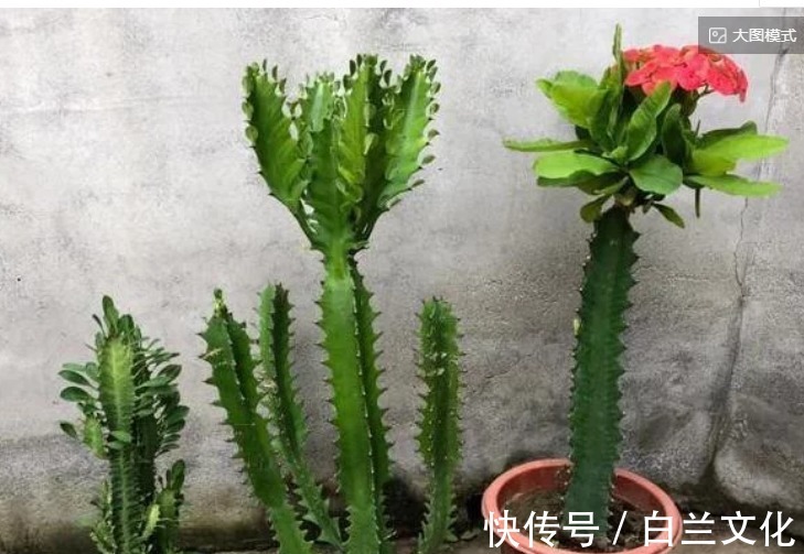 懒得管理花草就盆栽龙骨，日常做好3件事，枝叶繁茂、开花漂亮