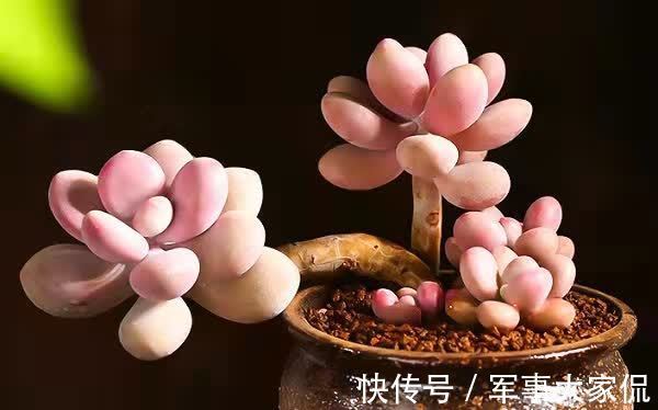 桃蛋|多肉“萌物”桃蛋并不难养，价格亲民，打理和繁殖都容易