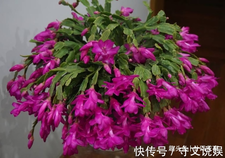 花草|吃完3样东西,留下“废壳”,闷一闷拿来养花,比营养土强10倍