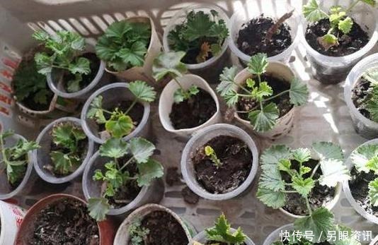 别再花钱买花盆了,将塑料瓶一处理栽花,比买来的更漂亮、独特