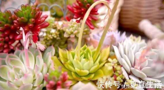 盆里扔点这个,多肉胖成球,肉嘟嘟好可爱