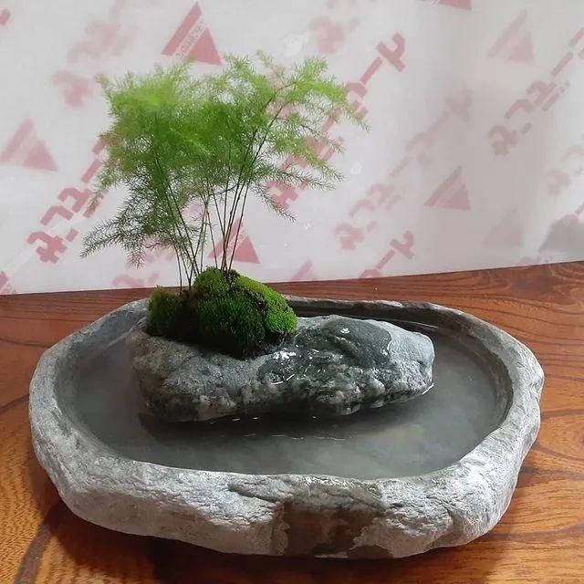 山野草，也高雅！