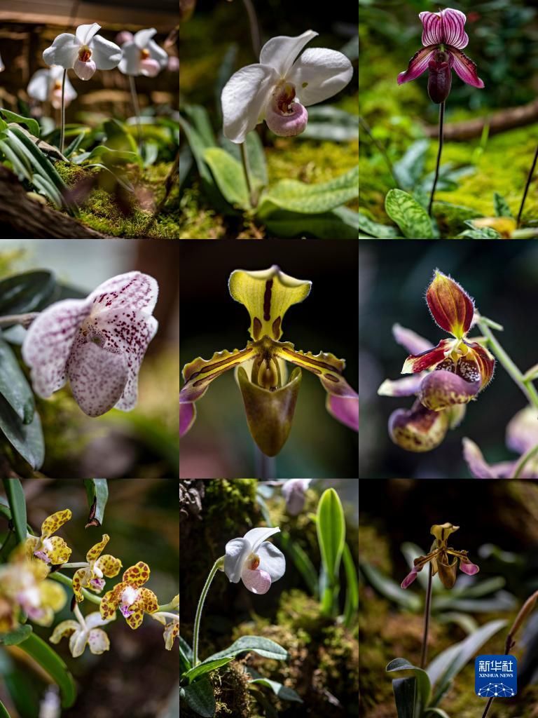 昆明植物研究所|探访“扶荔宫”