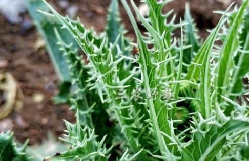 野菜|乡下浑身是刺的野草，过去当杂草砍除，如今是上好野菜，不看吃亏