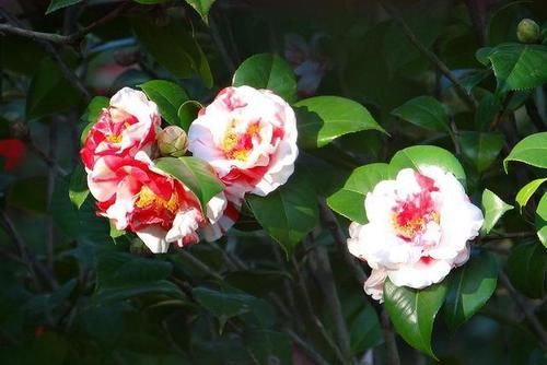 留在深圳过年，除了暂停开放的景区，还有哪些值得一去的地方呢？