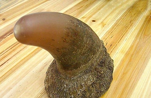 动物|一百年来,中国灭绝了多少动物?