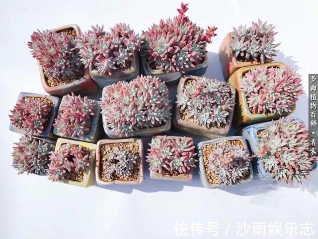 秋姑娘|秋天来了,你的多肉们做好季节交替的准备了吗