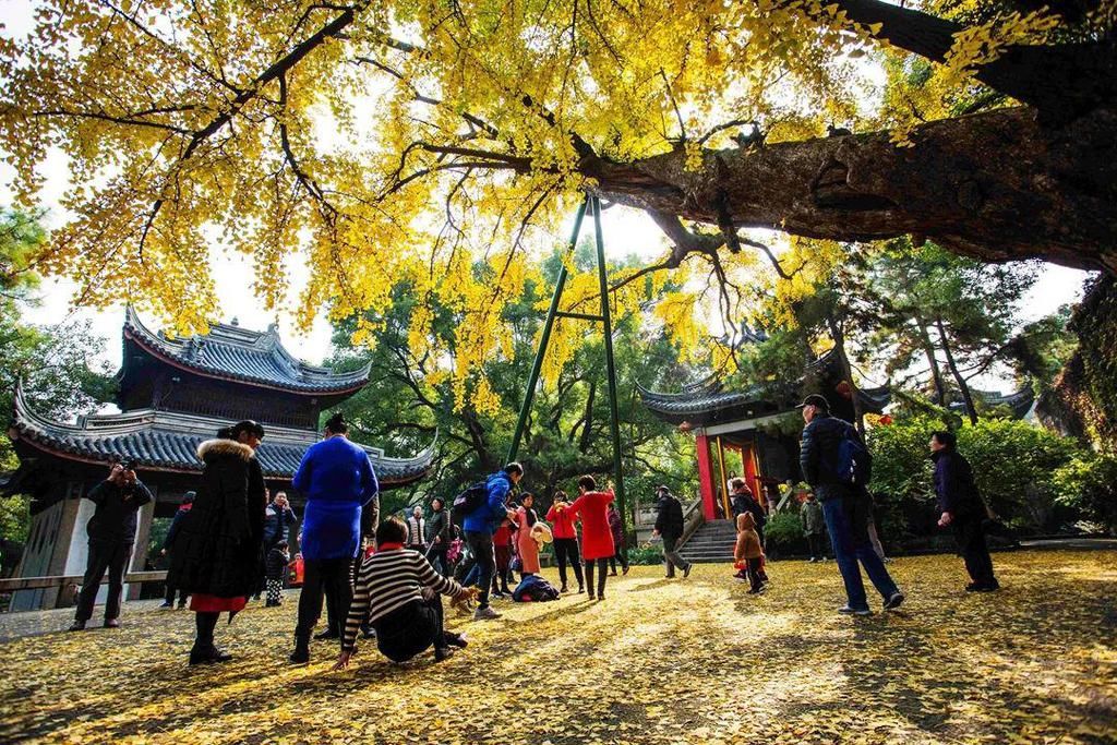 惠山|美到爆！惠山寺前600多岁的古银杏，黄了！