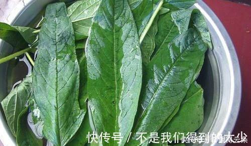 芝麻|这道菜,很多人只吃种子,其实叶子就是宝贝,20斤供不应求