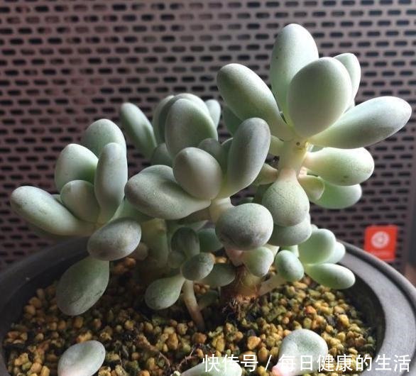 桃美人不爆侧芽,砍头时多做一步,一个月侧芽不断冒出!