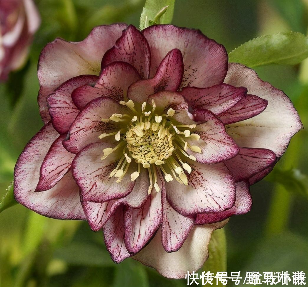 名字不好听，花朵很鲜艳，知道的花友不多，你认识吗？