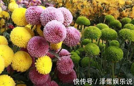 盆栽|新手养花，不如养一盆“墨狮”，花似沉睡雄狮，花期长适合盆栽养