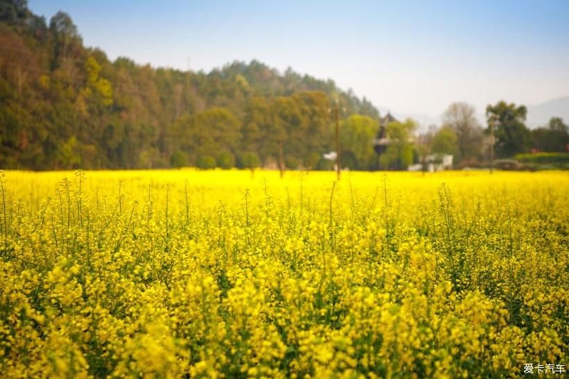 婺里看花花千姿、徽州古城美如画 - 自驾赏花之旅（一）