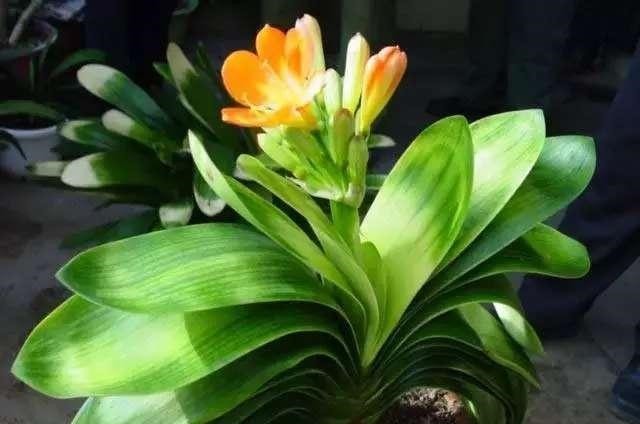 养护|君子兰怎么养好, 遇到这些问题该怎么办君子兰养护秘籍送给你