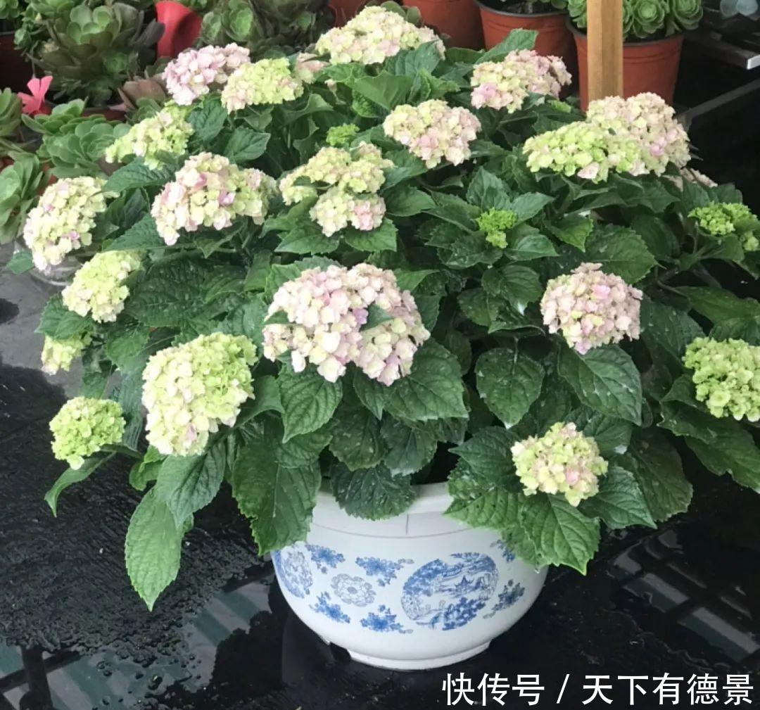 花友|夏天室内光不好,就养2种耐荫花,皮实好养开花多