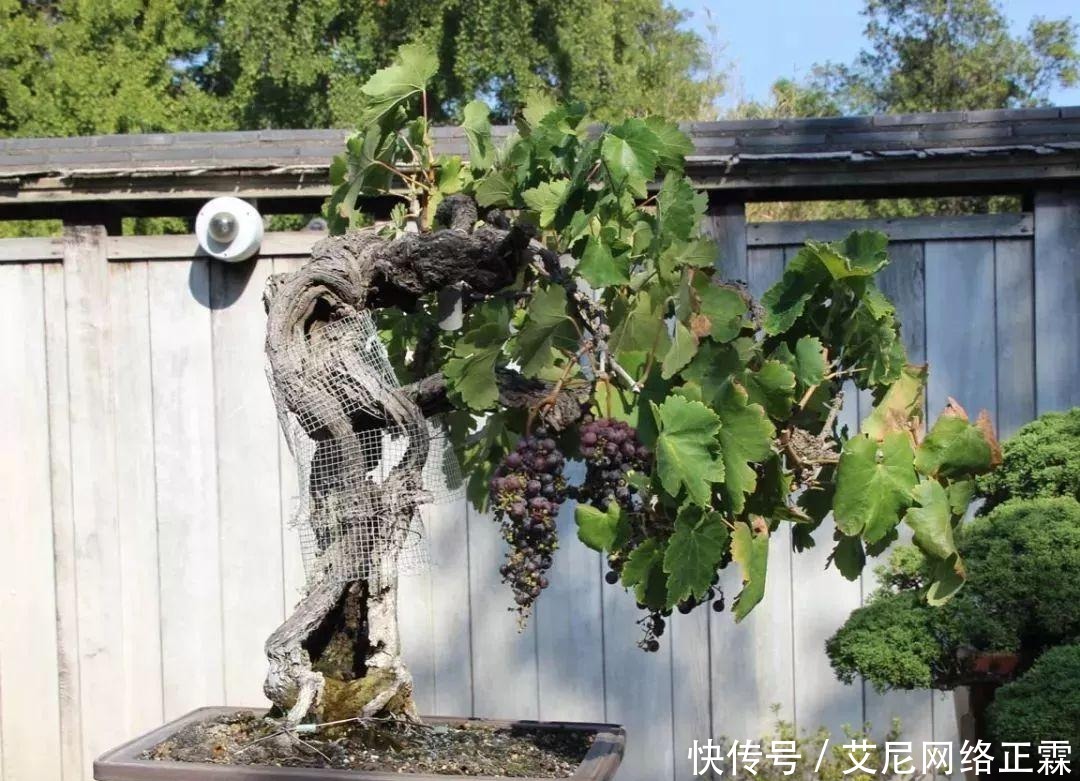 新手养护盆景的几个入门技巧,多花功夫才能养好