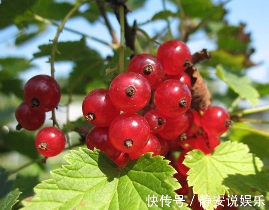 醋栗|农村这种常见的野果，不但能降血脂、降血压，还能治疗皮肤病！