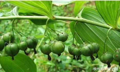 救命草|农村这种野草堪称“草上飞”,强筋壮骨专治疲劳乏力,还是救命草