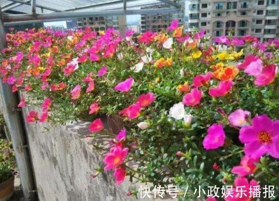 新手养花通病羡慕别人家牢记2个小常识，居家盆栽少犯错