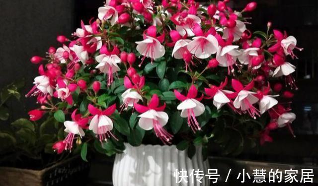 公认的“12种耐阴花”，有点散光就能长，花叶俱美有格调