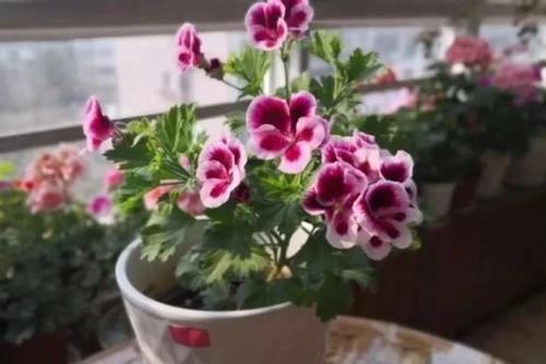 花草扦插范本：拿这4样育苗，这么操作简单易学、成活率特高