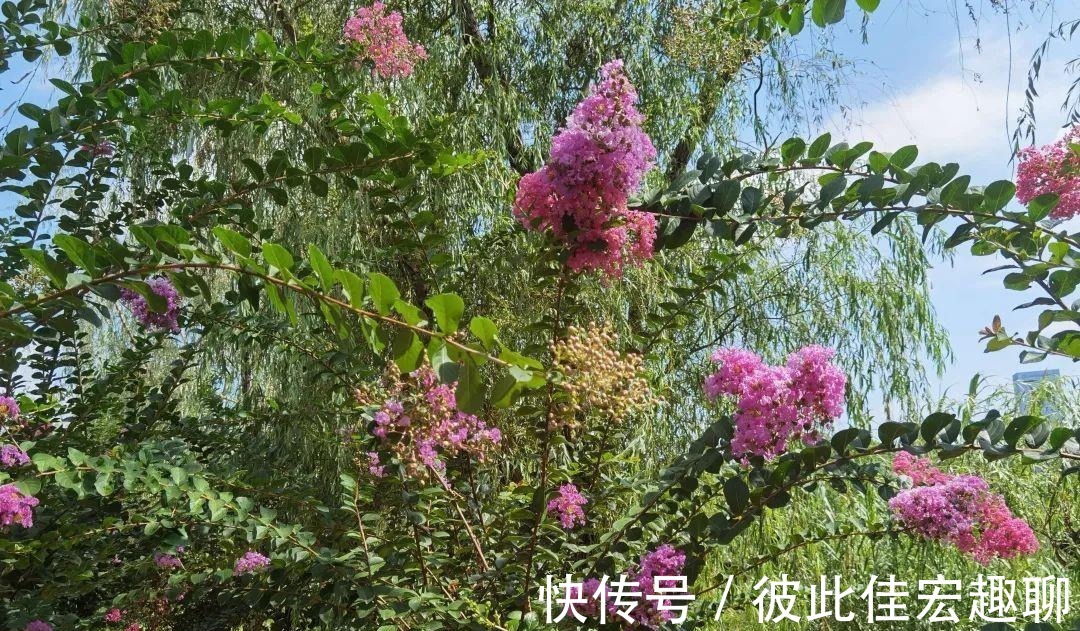 南昌|沿衢深树，夹岸繁英 ‖ 南昌艾溪湖湿地公园