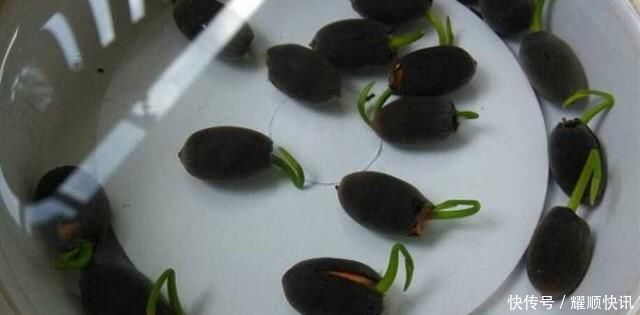 养盆栽睡莲、碗莲,一个小技巧,叶子蹭蹭长满盆,一次开10朵