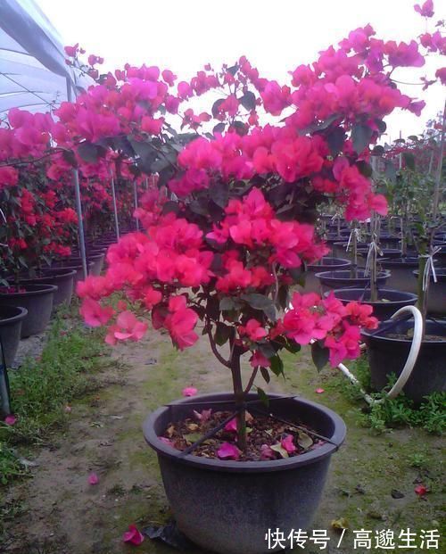 我把三角梅催花的方法都写在这里了，求你们别再问为什么不开花了