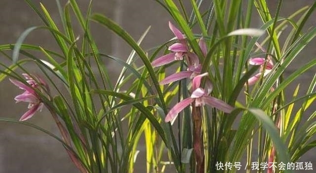 兰花常常养出“馒头堆”，这种造型好处多，预防病虫，花苞冒得多