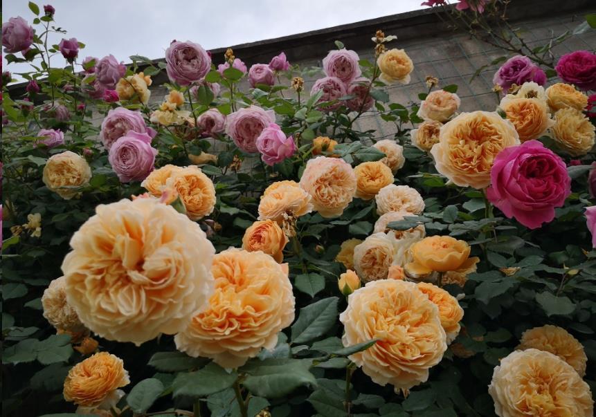 漂亮|3种漂亮花,开完花快剪,浇一次肥,营养足,花开一茬接一茬